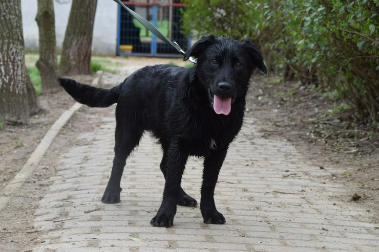 Bild 4: Sam ist ein Mischling aus Labrador und Gordon Setter, was ihm ein einzigartiges Aussehen und Wesen verleiht.450