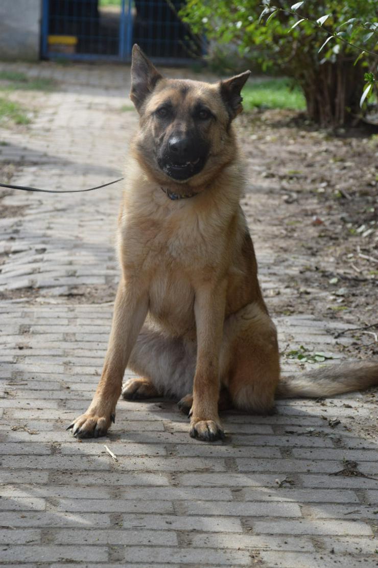 Bild 3: Amy ist eine nette Malinois-Mix-Hündin, die ein Zuhause sucht.