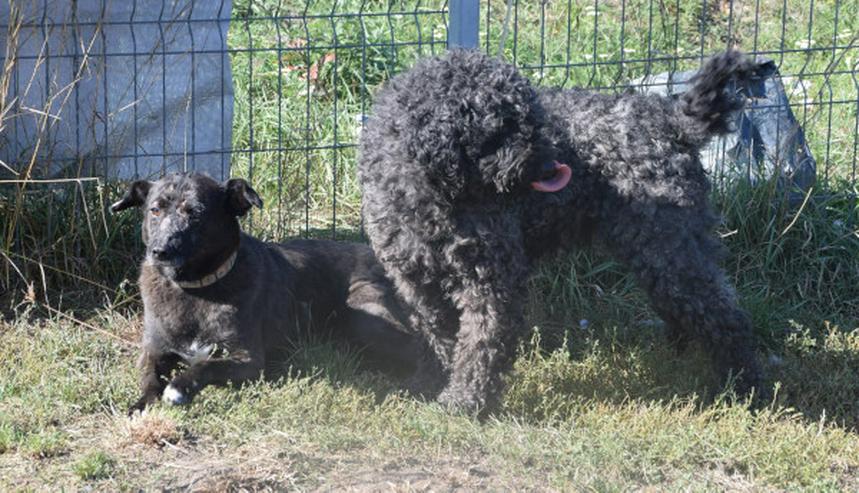 Bild 16: Kotangens ist eine ruhige und unauffällige Hundedame.