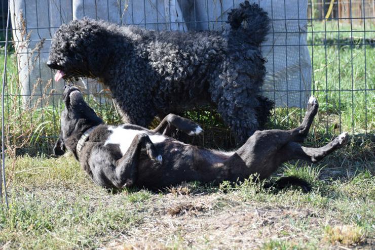 Bild 15: Kotangens ist eine ruhige und unauffällige Hundedame.