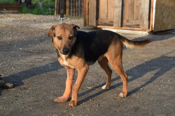 Bild 8: Gino ist ein tapferer Hund, der auf der Suche nach einem liebevollen Zuhause ist.