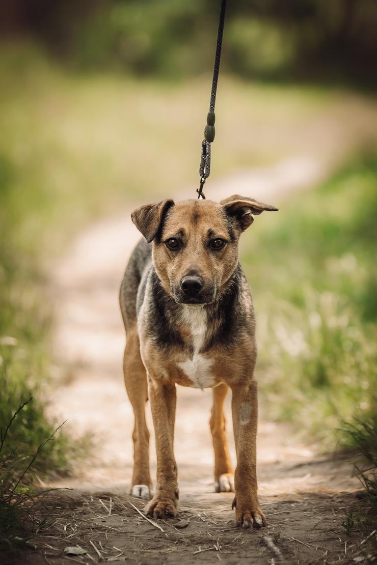 Gino ist ein tapferer Hund, der auf der Suche nach einem liebevollen Zuhause ist.