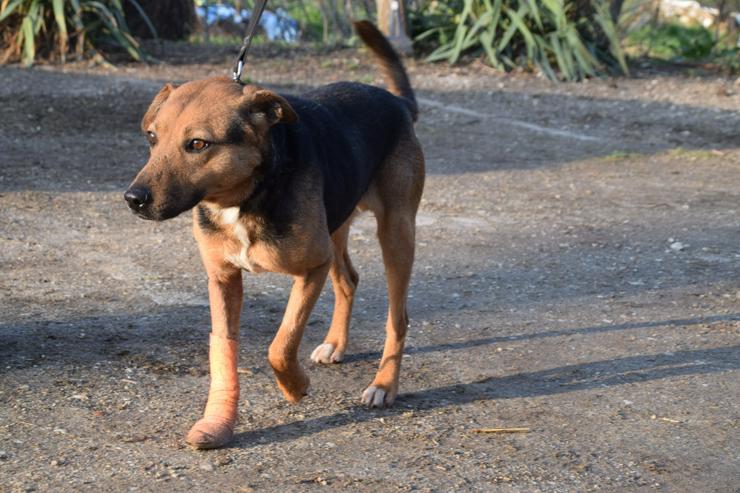 Bild 6: Gino ist ein tapferer Hund, der auf der Suche nach einem liebevollen Zuhause ist.