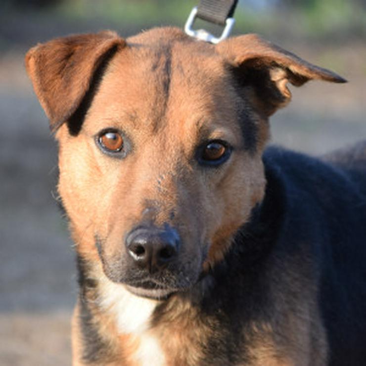 Bild 11: Gino ist ein tapferer Hund, der auf der Suche nach einem liebevollen Zuhause ist.