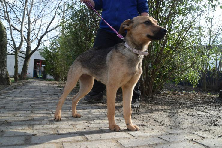 Bild 10: Demona ist verspielt, neugierig und sehr freundlich.