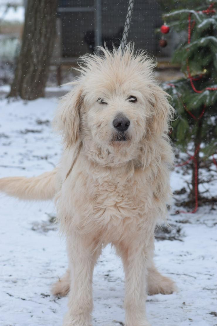 Bild 8: Falcor ist ein großer, sehr netter und freundlicher Hundesenior.