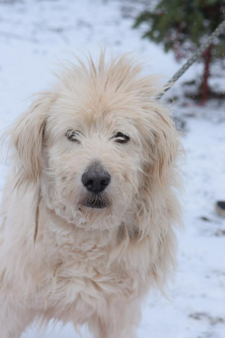 Bild 11: Falcor ist ein großer, sehr netter und freundlicher Hundesenior.