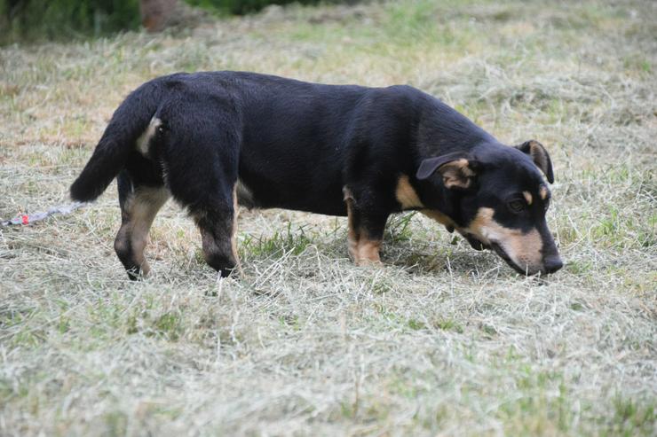 Bild 5: Esther ist ein kleines, schüchternes Hundekind.450