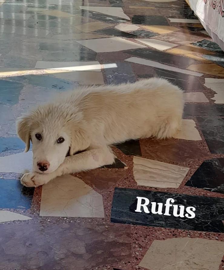 Rufus möchte seine Zweibeiner glücklich machen - Mischlingshunde - Bild 1