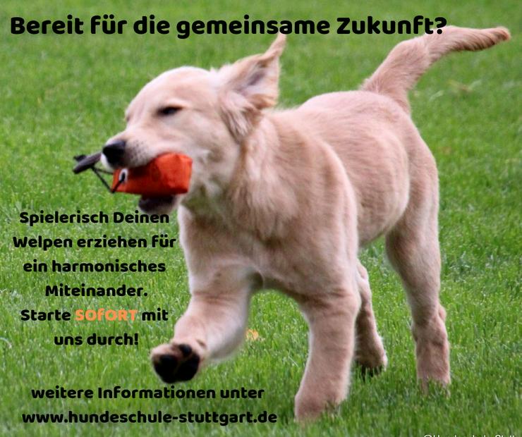 Bild 7: Welpengruppe Start 05.07.2025