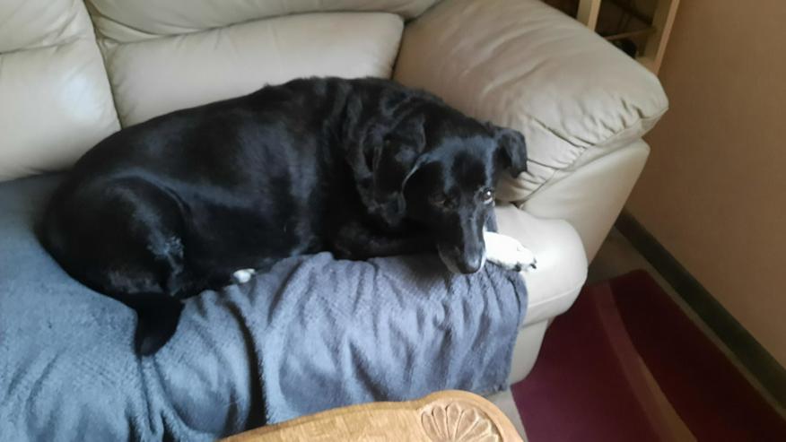 Bild 13: Dhalia ist eine freundliche und nette Hundedame im besten Alter.