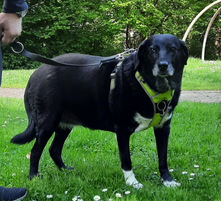 Bild 11: Dhalia ist eine freundliche und nette Hundedame im besten Alter.