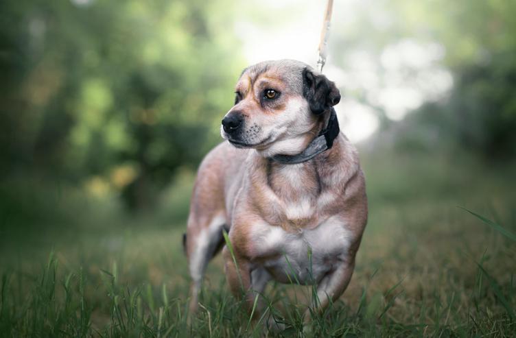 Bild 2: Wilma ist eine bemerkenswerte kleine Hündin.