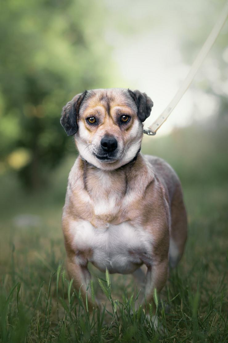 Wilma ist eine bemerkenswerte kleine Hündin.