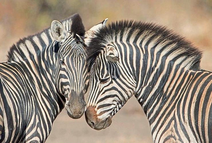 Bild 5: Atlantik24 Südafrika ruft! Jetzt deutschsprachig und sorgenfrei entdecken“