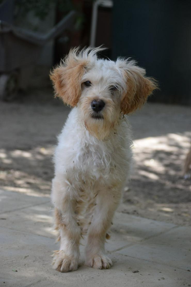 Colin ist ein sehr lieber und freundlicher Hund. 