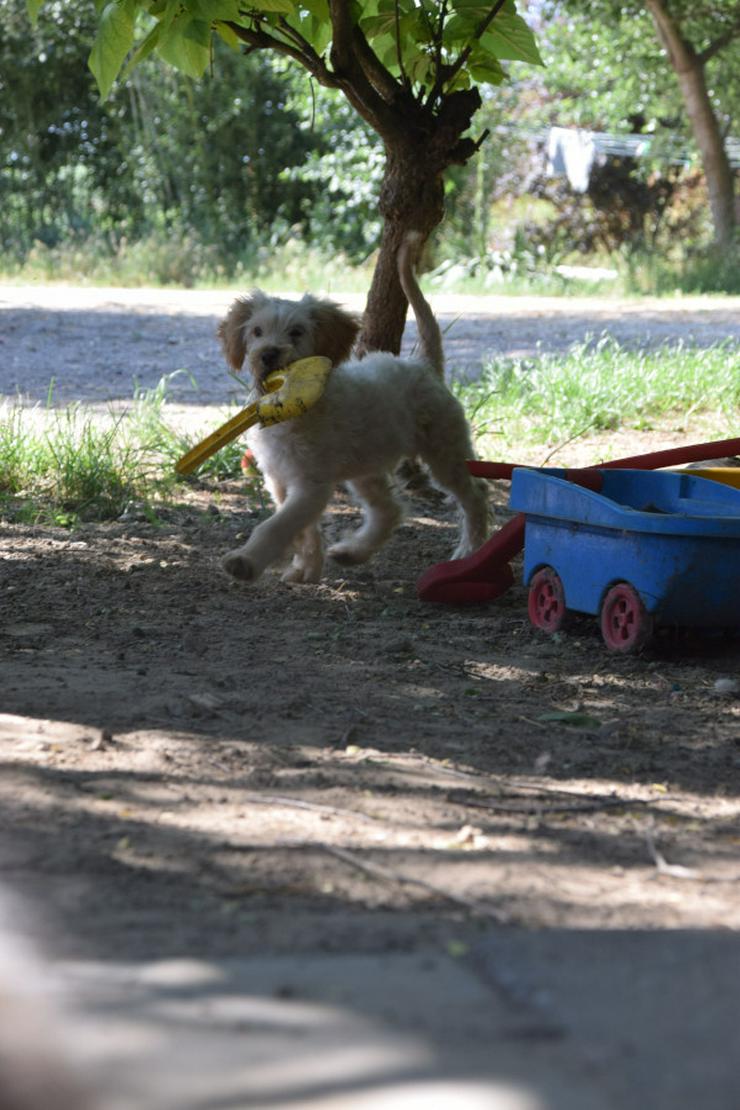 Bild 12: Colin ist ein sehr lieber und freundlicher Hund. 