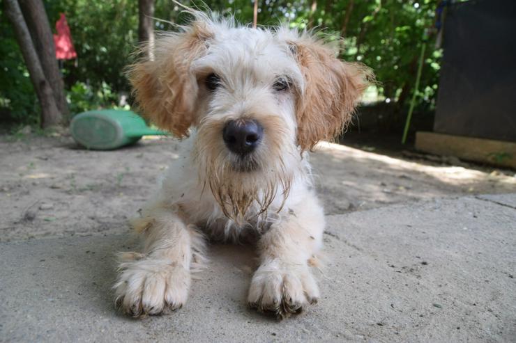Bild 6: Colin ist ein sehr lieber und freundlicher Hund. 