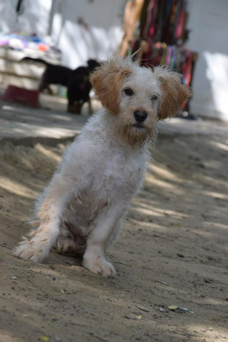 Bild 3: Colin ist ein sehr lieber und freundlicher Hund. 