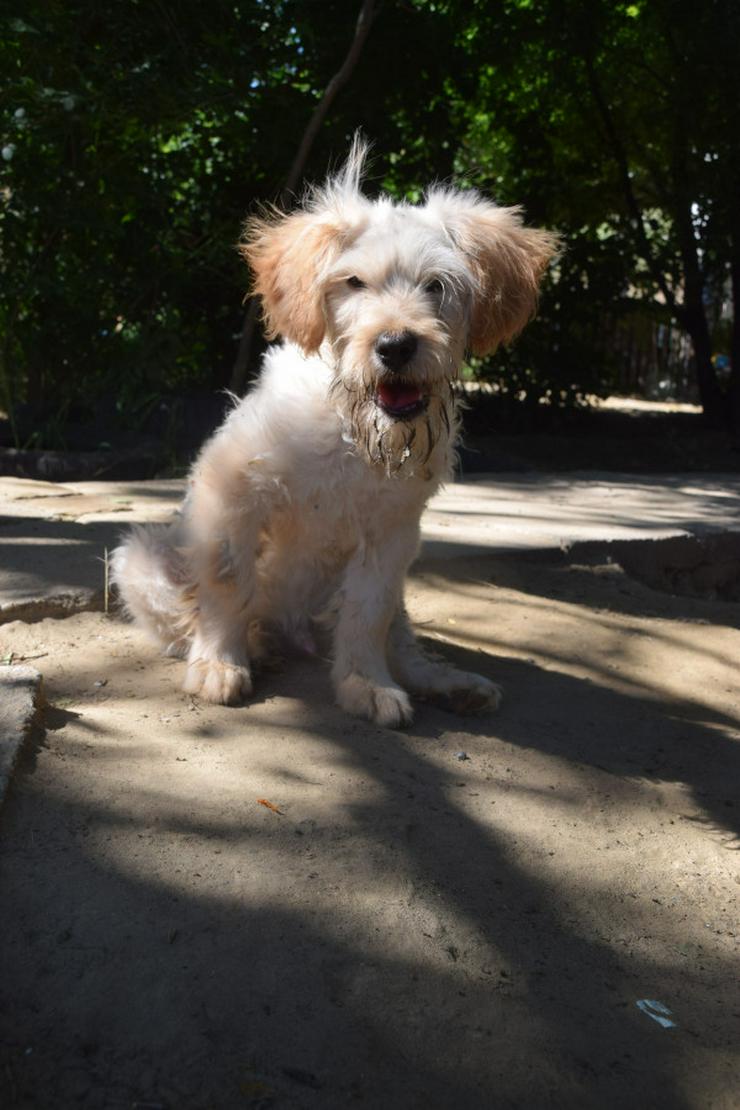 Bild 7: Colin ist ein sehr lieber und freundlicher Hund. 