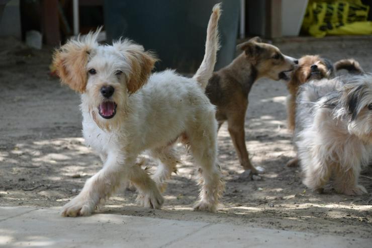 Bild 9: Colin ist ein sehr lieber und freundlicher Hund. 