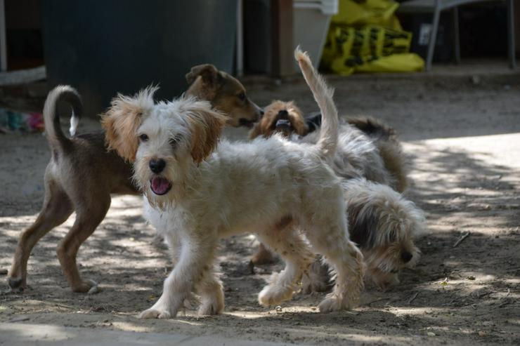 Bild 10: Colin ist ein sehr lieber und freundlicher Hund. 