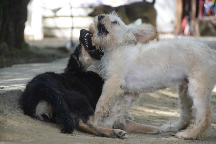 Bild 11: Colin ist ein sehr lieber und freundlicher Hund. 