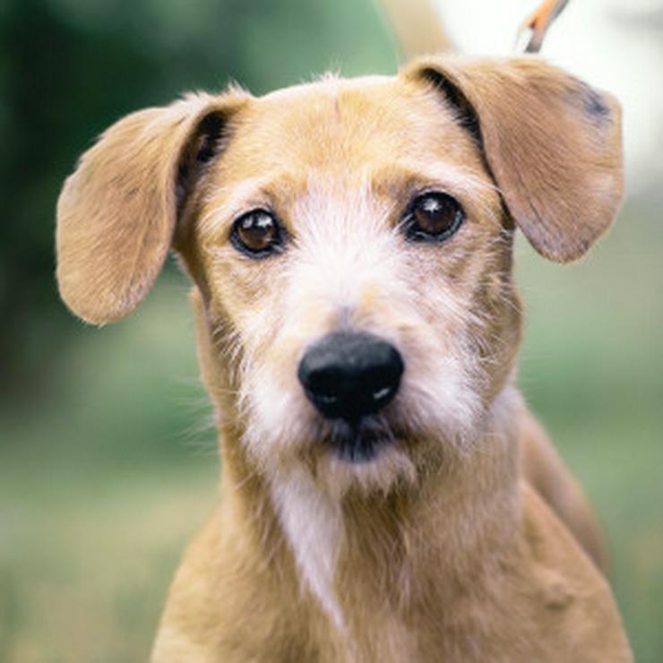 Bild 8: Dodo ist ein liebenswerter Senior, der ein neues Zuhause sucht.