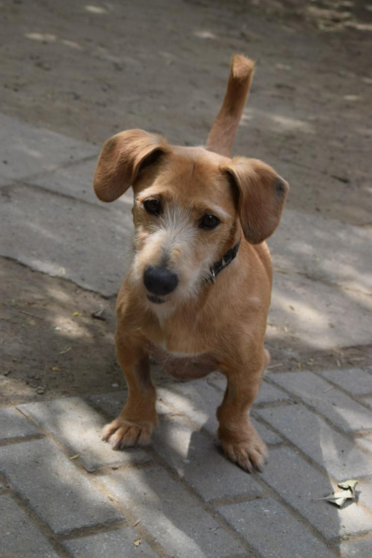 Bild 6: Dodo ist ein liebenswerter Senior, der ein neues Zuhause sucht.