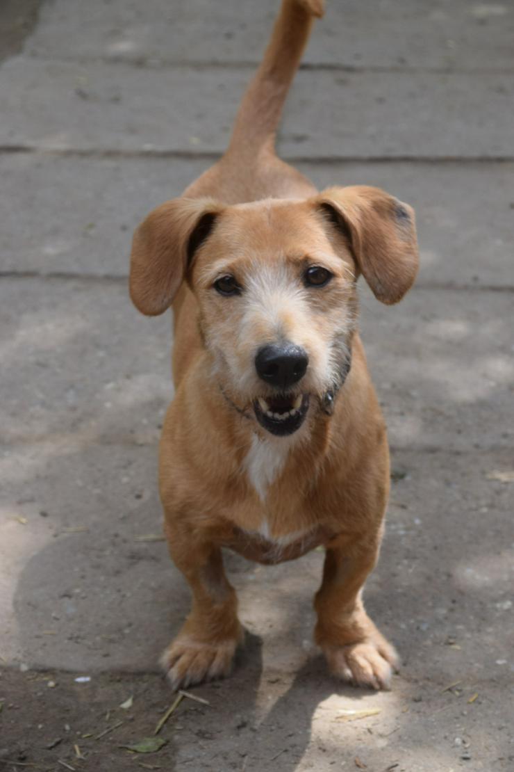 Dodo ist ein liebenswerter Senior, der ein neues Zuhause sucht.