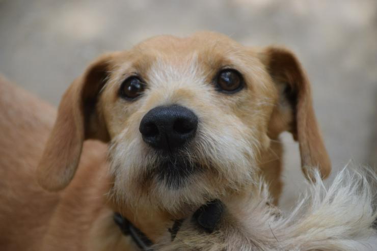 Bild 7: Dodo ist ein liebenswerter Senior, der ein neues Zuhause sucht.