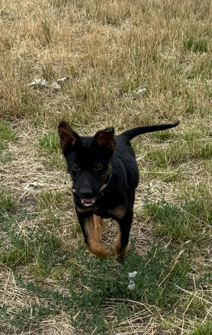 Bild 11: Chico ist ein lliebenswerter junger Rüde.