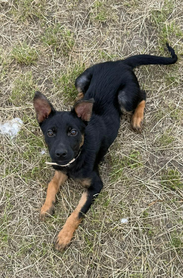 Chico ist ein lliebenswerter junger Rüde.