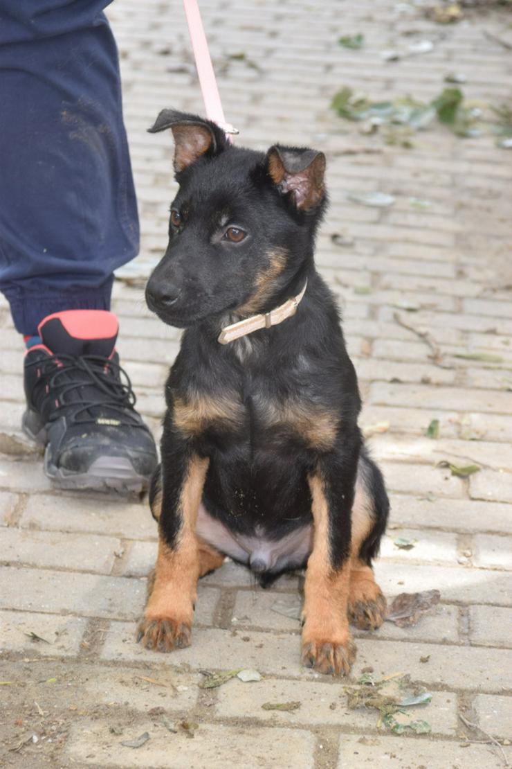 Bild 4: Chico ist ein lliebenswerter junger Rüde.