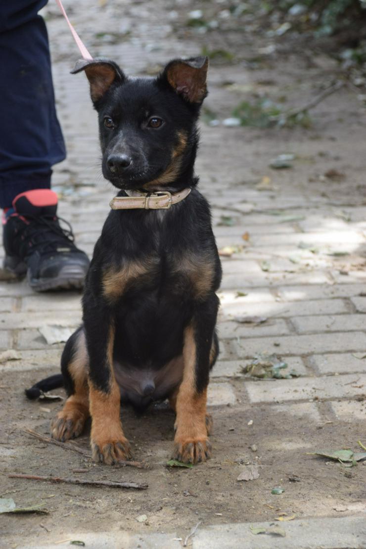 Bild 9: Chico ist ein lliebenswerter junger Rüde.