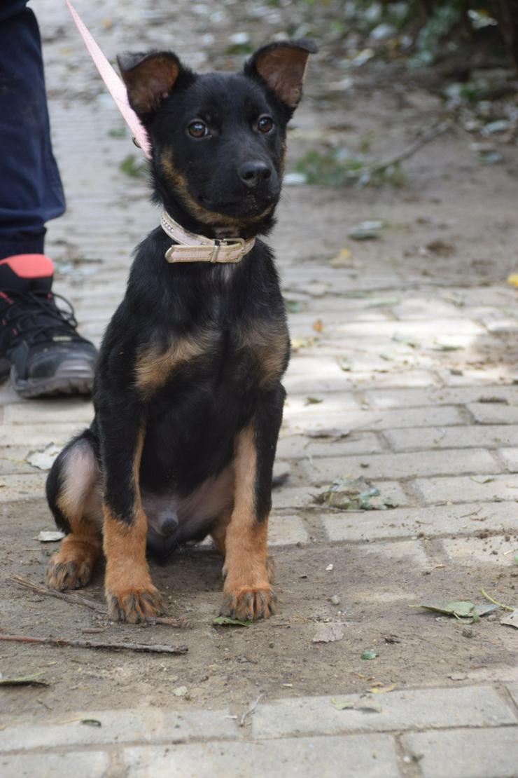 Bild 8: Chico ist ein lliebenswerter junger Rüde.