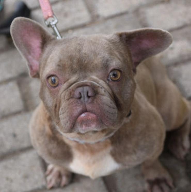 Bild 7: Lülü ist eine charmante französische Bulldogge.