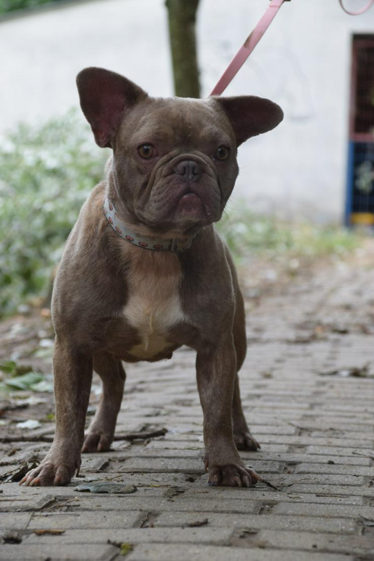 Lülü ist eine charmante französische Bulldogge.