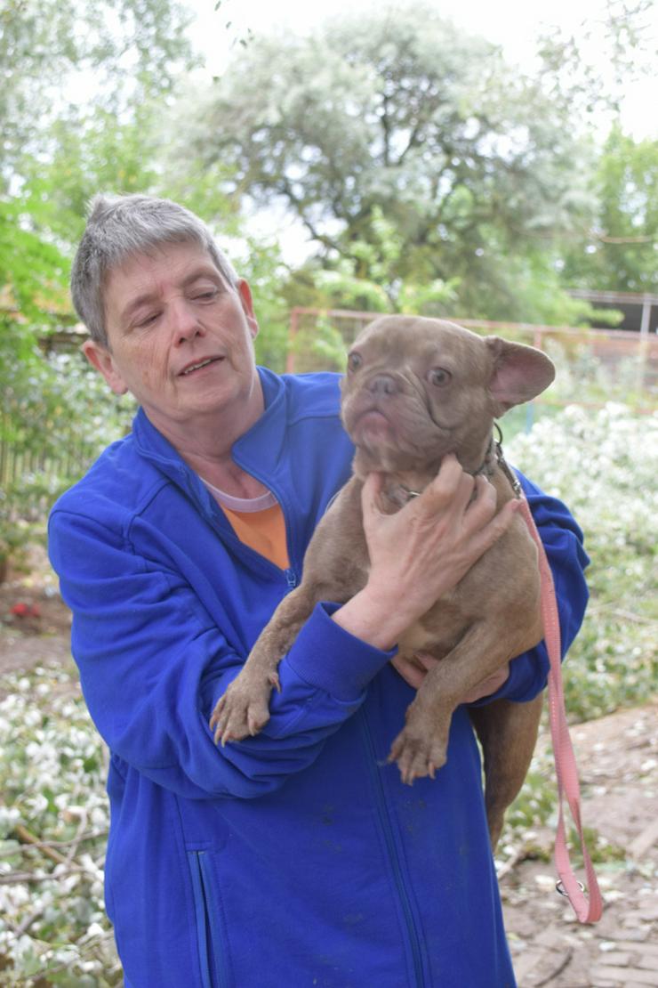Bild 6: Lülü ist eine charmante französische Bulldogge.