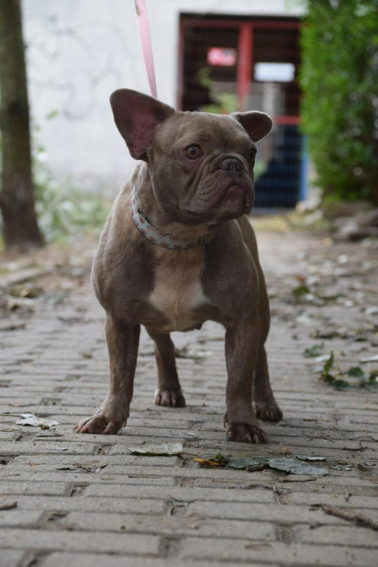 Bild 4: Lülü ist eine charmante französische Bulldogge.