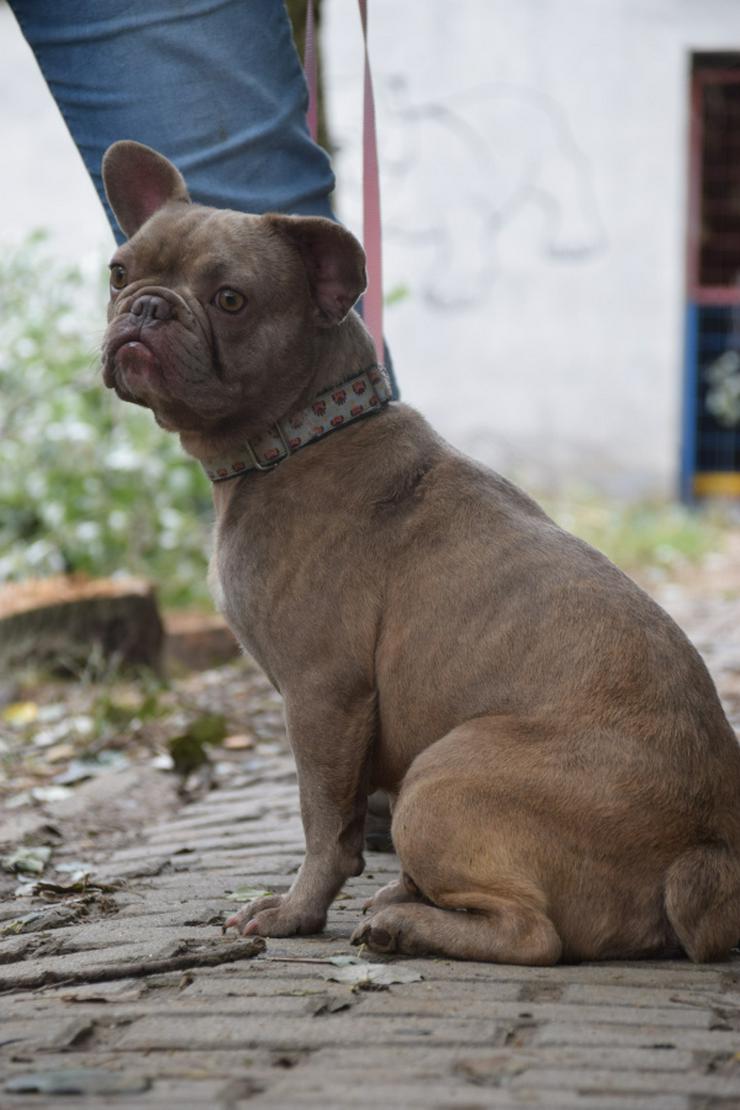 Bild 3: Lülü ist eine charmante französische Bulldogge.