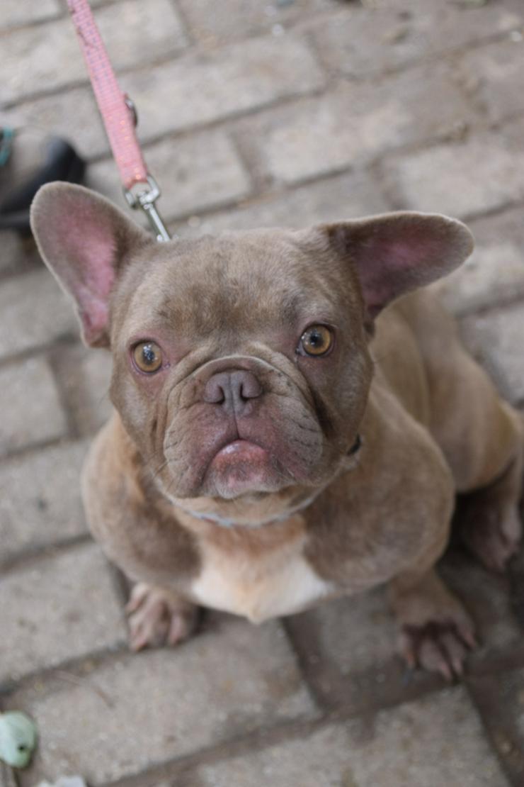 Bild 2: Lülü ist eine charmante französische Bulldogge.