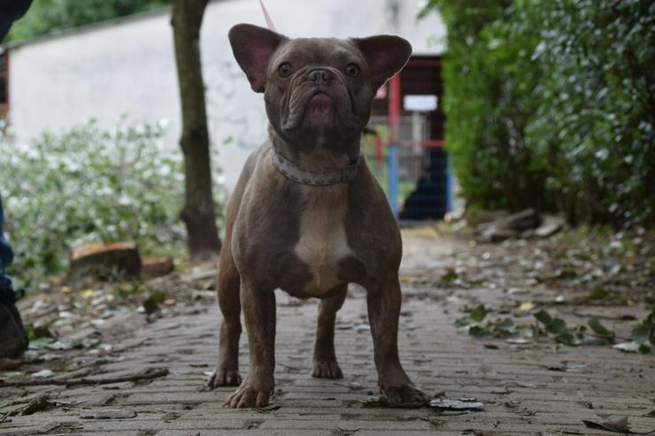 Bild 5: Lülü ist eine charmante französische Bulldogge.