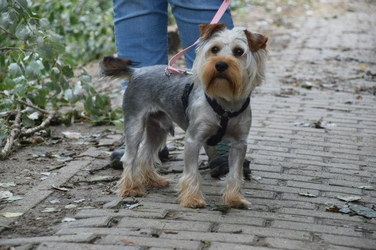 Bild 3: Bubi ist ein charmanter Yorkshire Terrier.