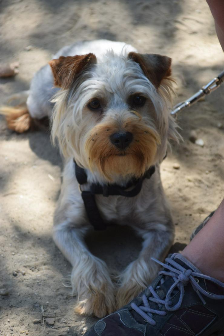 Bild 7: Bubi ist ein charmanter Yorkshire Terrier.