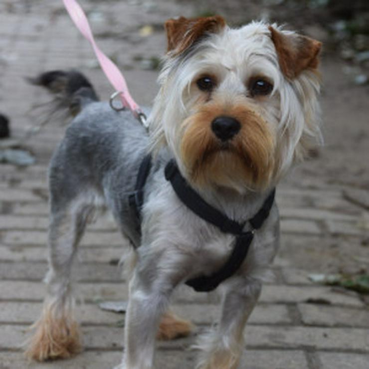 Bild 14: Bubi ist ein charmanter Yorkshire Terrier.