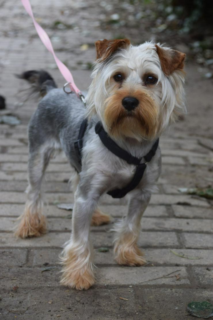 Bild 2: Bubi ist ein charmanter Yorkshire Terrier.