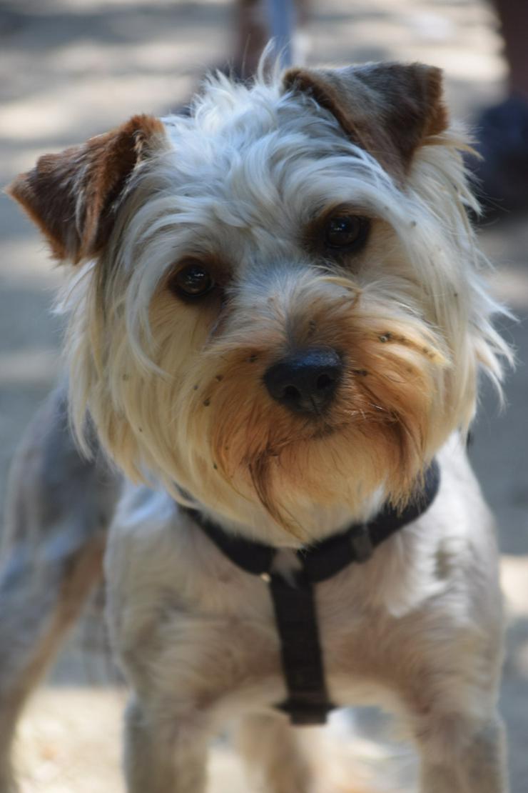 Bild 10: Bubi ist ein charmanter Yorkshire Terrier.