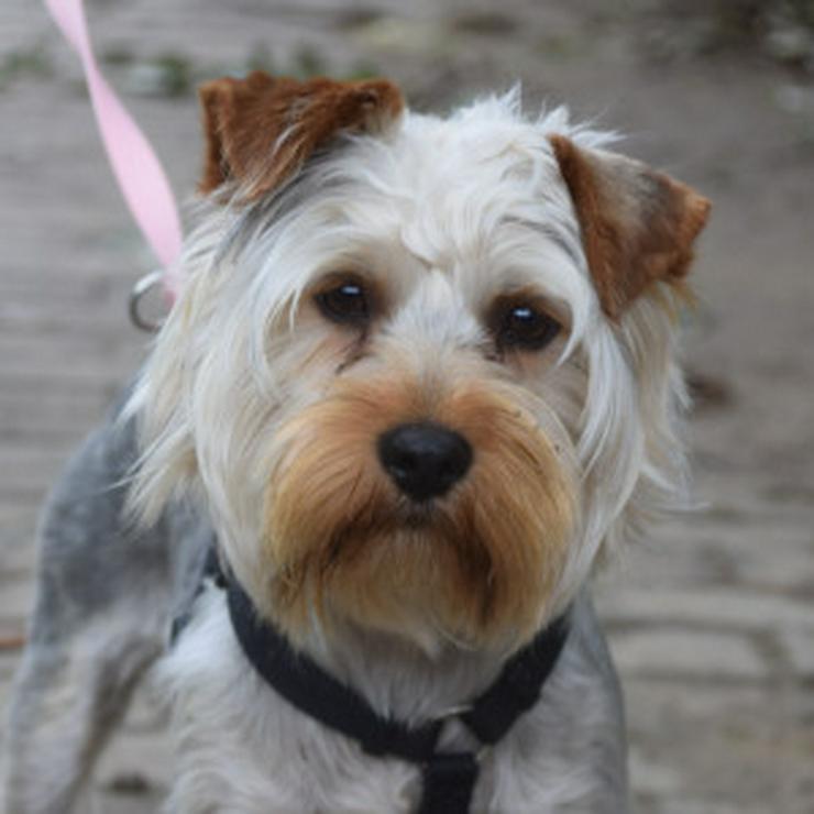 Bild 13: Bubi ist ein charmanter Yorkshire Terrier.