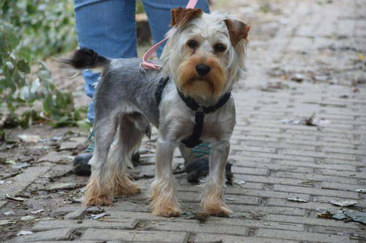 Bild 8: Bubi ist ein charmanter Yorkshire Terrier.